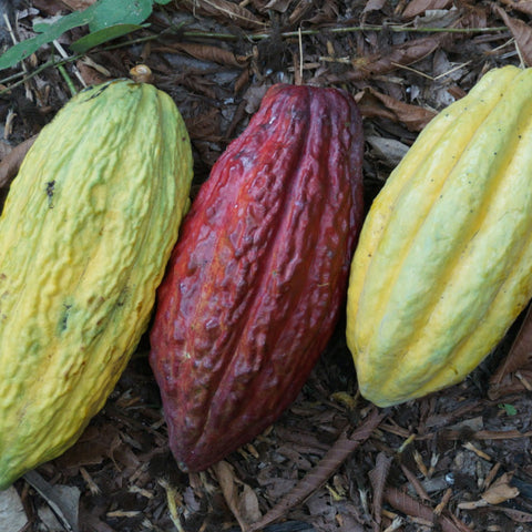 three different colored cacao pods laying on the ground