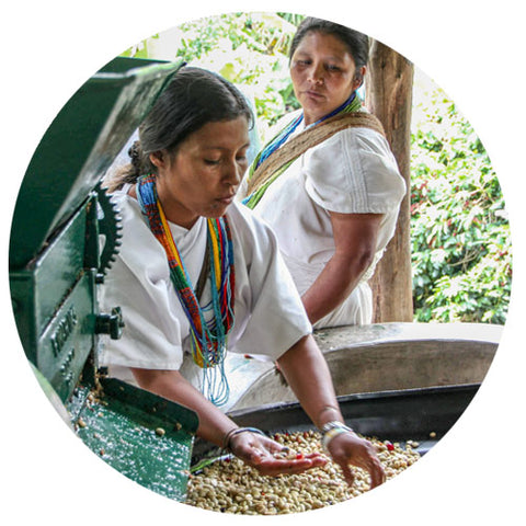 two women coffee farmers examining green coffee beans after depulping at Anei coffee cooperative in northern Colombia