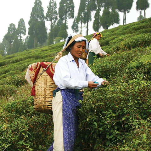 From Leaf to Cup: Why Our Tea Supply Chain Matters