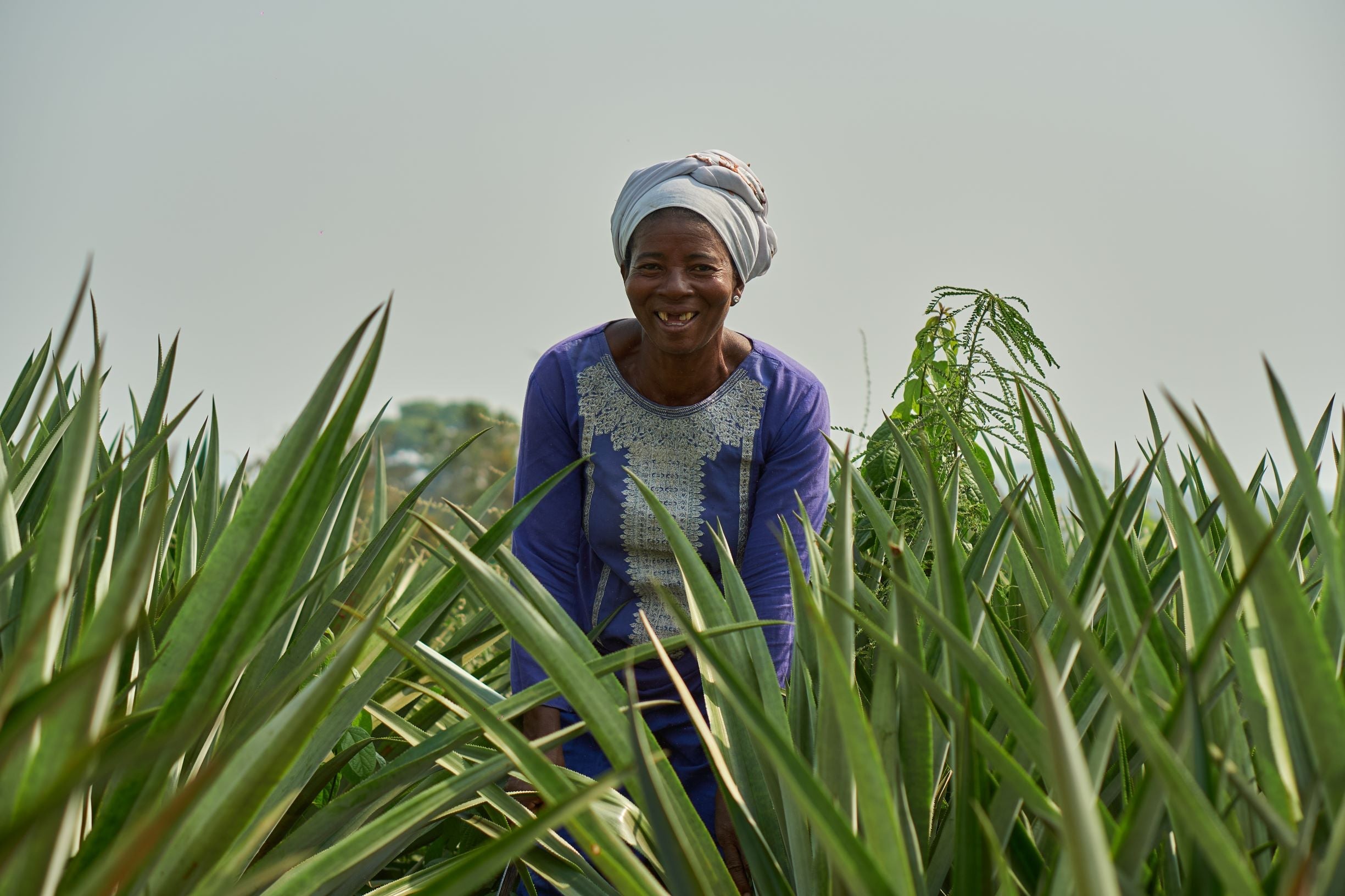 Sustainability from Soil to Snack - Meet Our New Pineapple Producers V ...