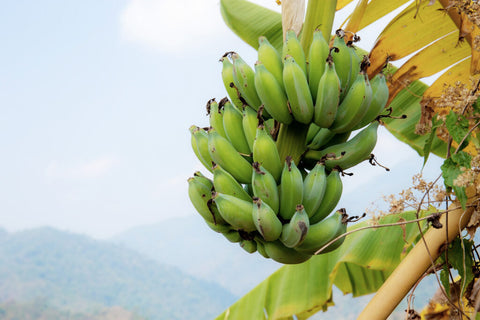 Sunshine Restored: Our New Banana Chapter