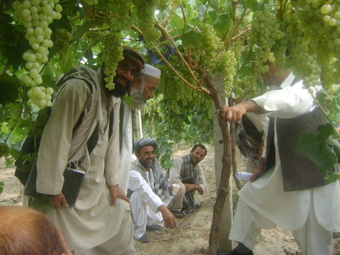 Looking Back: Fairtrade Raisins from Afghanistan