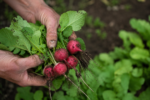 With Love and Respect For The Soil - Organic September 2026