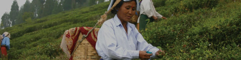 A woman picking tea