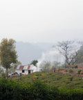Landscape of tea gardens surrounding a house with rolling hills in the distance covered in clouds