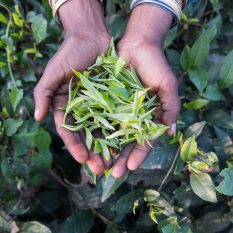 Organic Assam Black Tea