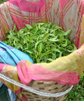 close up of freshly plucked tea leaves in a basket with a pink and yellow protective cloth